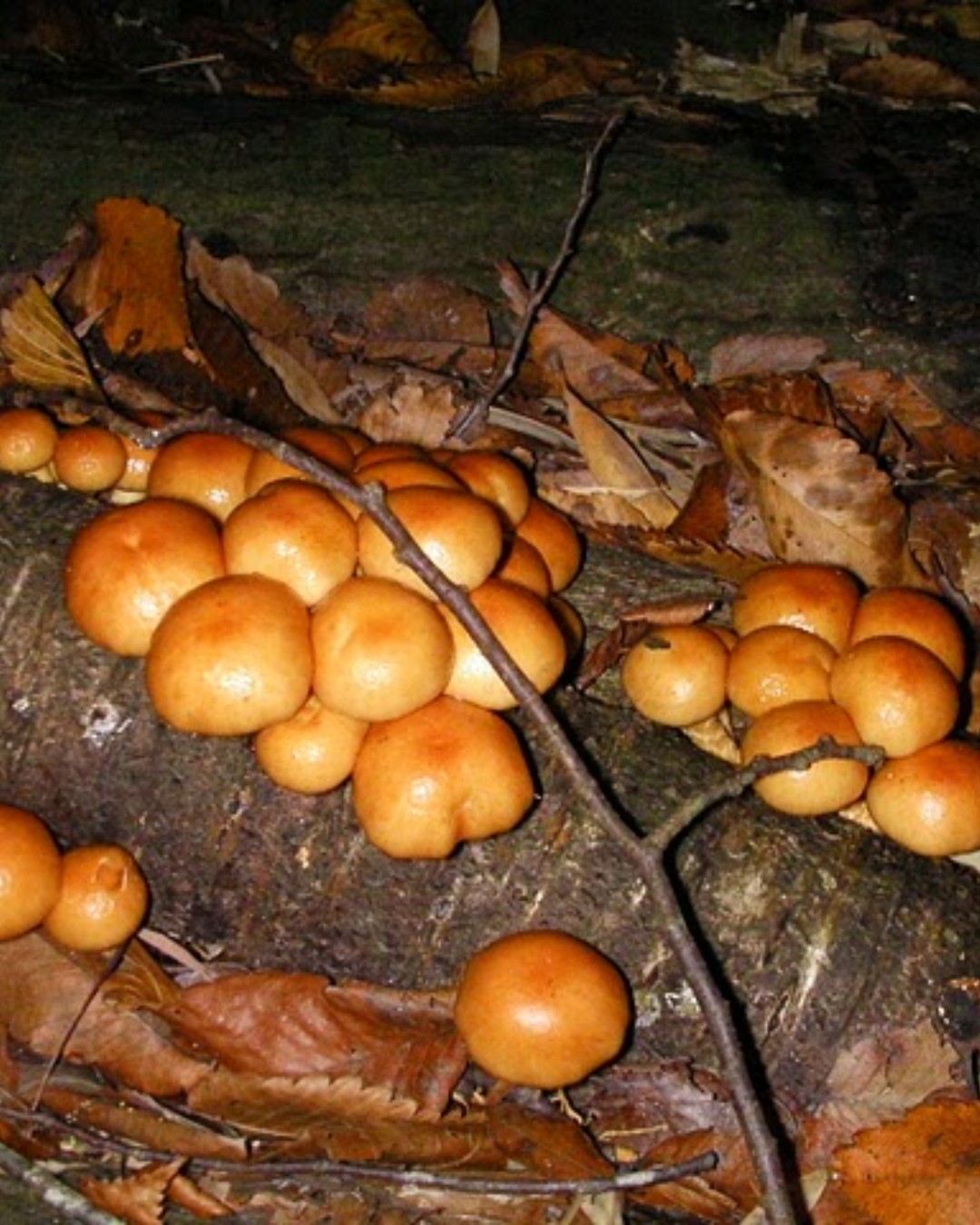 Researchers at Japan’s Shinshu University have developed a natural flocculant based on mucilage from nameko mushrooms (Pholiota nameko). The material efficiently removes microplastics and nanoplastics from water. The study shows how a readily available biological material could provide a more sustainable alternative to conventional chemical water treatment. It could also support future wastewater purification and environmental remediation.

Read more at MaterialDistrict.com

#MaterialInspiration #Materials #Microplastics #WaterTreatment #MaterialInnovation #Biobased #CircularDesign #SustainableMaterials #Biomaterials #WastewaterTreatment #EnvironmentalInnovation #Nameko #Pectin #CleanTech