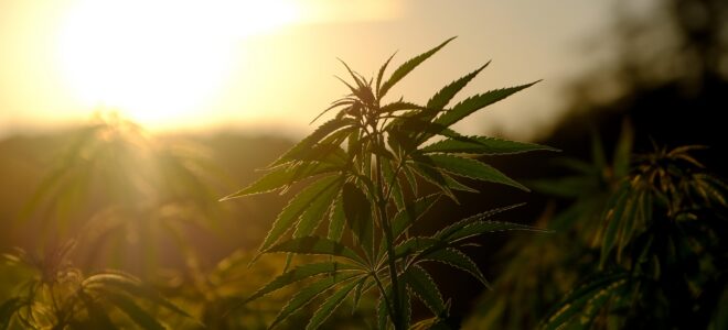 Hemp Waste Shows Promise For Lower-Carbon Bioplastic Films