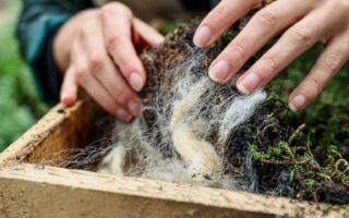 Towards A Fully Biobased Green Roof: Lessons From The Roofed Green Tray