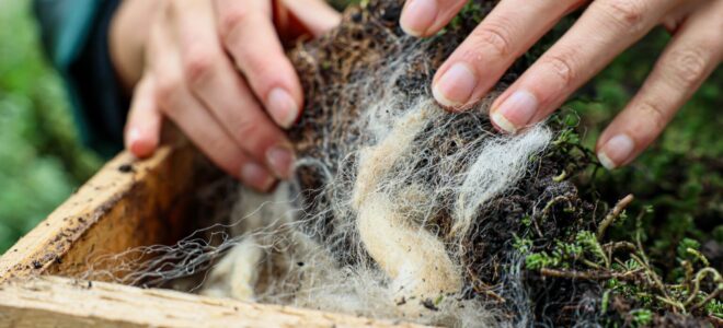 Towards A Fully Biobased Green Roof: Lessons From The Roofed Green Tray