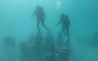 3D Printed Purpose-Built Reefs Advance Scalable Marine Restoration