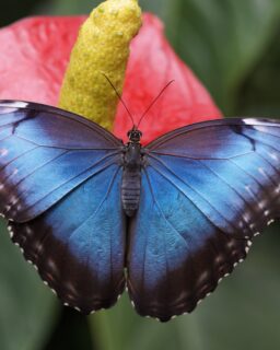 In regions prone to earthquakes, materials that can absorb energy and resist sudden forces are essential. Researchers from @tohoku_uni and Wuhan University of Technology have developed a lightweight lattice structure inspired by butterfly wings, aimed at improving impact resistance in such conditions. Although butterflies appear fragile, their wing veins distribute stress very efficiently. The team translated this principle into a three-dimensional lattice design.

Instead of changing the base material, the researchers focused on geometry. This approach shows how internal structure can control stiffness, strength, and failure behaviour. It also aligns with current design practices that prioritise material efficiency and digital fabrication.

Read more at MaterialDistrict.com

#MaterialInspiration #Materials #BioInspiredDesign #LatticeStructure #EarthquakeResistant #MaterialInnovation #LightweightDesign #ParametricDesign #AdditiveManufacturing #SustainableDesign #StructuralEngineering #Metamaterials