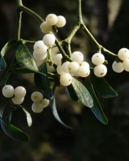 Researchers at @mcgillu have developed a new class of bioinspired materials using concepts borrowed from mussels and mistletoe plants. The innovation could support the development of more sustainable alternatives to conventional plastics, glues and composite materials.
The study explores how biological systems create strong and complex materials through natural self-assembly. Instead of only studying these mechanisms, the researchers applied them to engineer entirely new synthetic materials in the laboratory.
Read more at MaterialDistrict.com
#MaterialInspiration #Materials #BioinspiredMaterials #SustainableMaterials #Biomimicry #MaterialInnovation #CircularDesign #CelluloseMaterials #BioBasedMaterials #SustainableDesign #AdvancedMaterials #MaterialResearch #GreenChemistry #CircularMaterials #FutureMaterials #MaterialsScience #MaterialDistrict