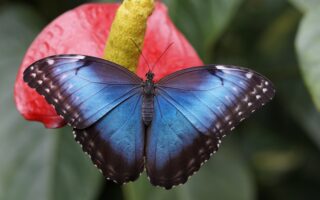 Earthquake-Resistant Design Inspired By Butterfly Wing Structures