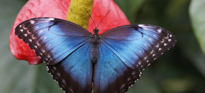 Earthquake-Resistant Design Inspired By Butterfly Wing Structures