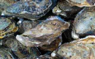 Oyster-Inspired Cement Promises Stronger, And More Sustainable Construction Materials