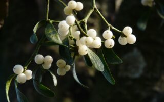 Researchers Develop Mussel- And Mistletoe-Inspired Materials As Alternative To Plastics And Glues