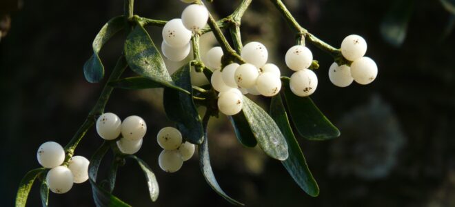 Researchers Develop Mussel- And Mistletoe-Inspired Materials As Alternative To Plastics And Glues