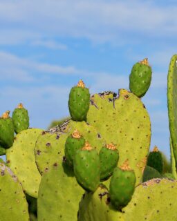 Agricultural waste from prickly pear cactus could provide a renewable source of reinforcement for biobased composite materials, according to researchers at @uniofbath. By extracting the naturally occurring honeycomb fibre network from discarded cactus pads, the team is developing lightweight composites that could offer a lower-carbon alternative to conventional fibre-reinforced materials for construction and product design.
By replacing synthetic reinforcing fibres with plant-derived alternatives sourced from agricultural waste, the approach aims to reduce both embodied carbon and waste while creating new applications for an abundant by-product.
Read more at MaterialDistrict.com
#MaterialInspiration #Materials #PricklyPear #BioBasedMaterials #CompositeMaterials #AgriculturalWaste #LowCarbonConstruction #CircularMaterials #SustainableDesign #MaterialInnovation #NaturalFibres #ArchitectureMaterials