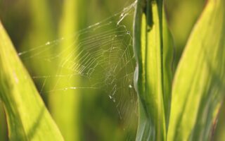 Corn-Based ‘Plantymer’ Mimics Spider Silk to Create Strong Biodegradable Plastic