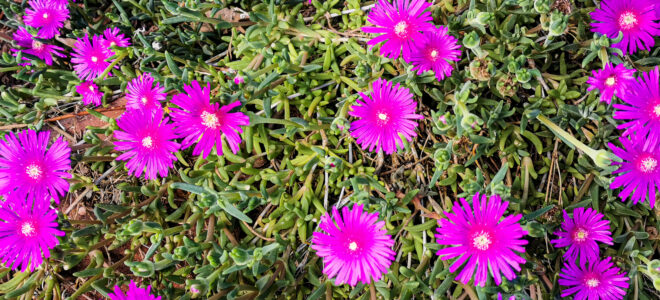 Nature-Inspired Petal Structure Could Lead to New Reflective Materials