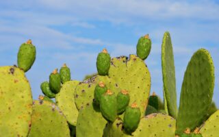 Prickly Pear Cactus Waste Reinforces Biobased Composite Materials