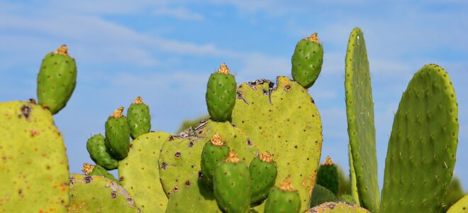 Prickly Pear Cactus Waste Reinforces Biobased Composite Materials