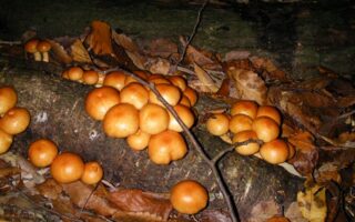 Nameko Mushroom Mucilage Removes Microplastics From Water