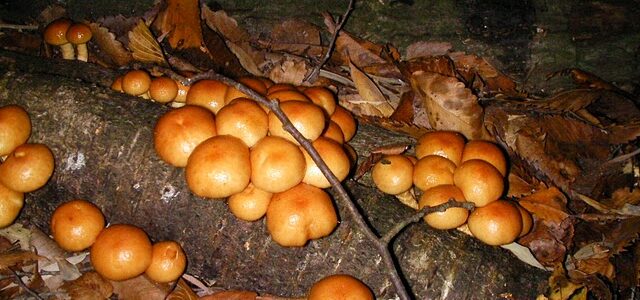 Nameko Mushroom Mucilage Removes Microplastics From Water