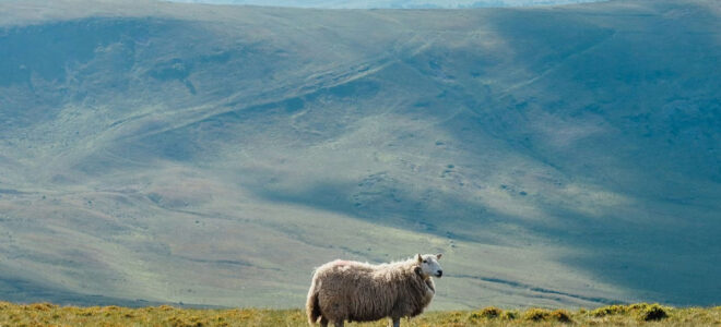Weaving Welsh Wool Into Biobased Building Systems